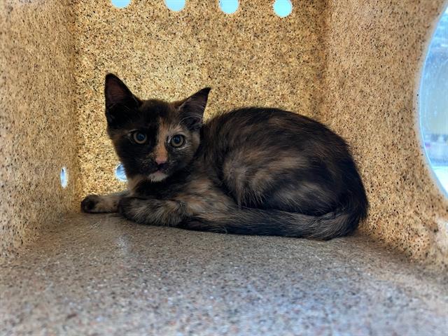 adoptable Cat in Lancaster, CA named BOBBIE