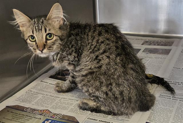 adoptable Cat in Lancaster, CA named LUCY
