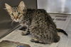 adoptable Cat in Lancaster, CA named LUCY