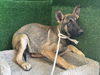 adoptable Dog in Lancaster, CA named LOVE