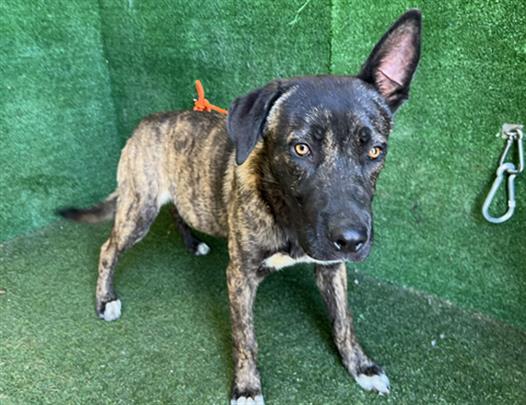 adoptable Dog in Lancaster, CA named JET