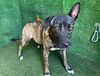 adoptable Dog in Lancaster, CA named JET