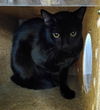 adoptable Cat in Lancaster, CA named BUCK