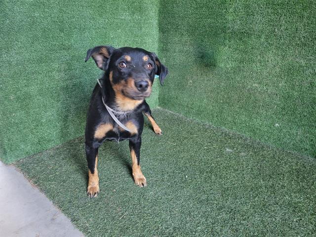 adoptable Dog in Lancaster, CA named COLLIE