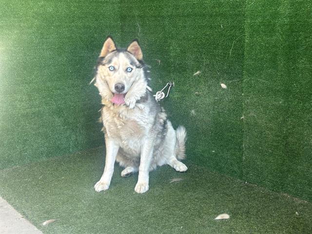adoptable Dog in Lancaster, CA named GOHAN