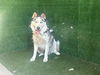 adoptable Dog in Lancaster, CA named GOHAN