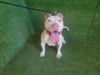 adoptable Dog in  named MINGA