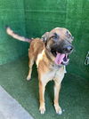 adoptable Dog in Lancaster, CA named CRUZ