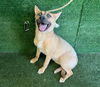 adoptable Dog in  named BETH