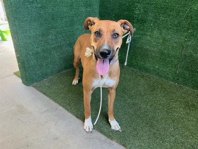 adoptable Dog in Lancaster, CA named MILA