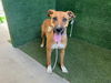 adoptable Dog in Lancaster, CA named MILA