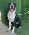 adoptable Dog in Lancaster, CA named CHAMP
