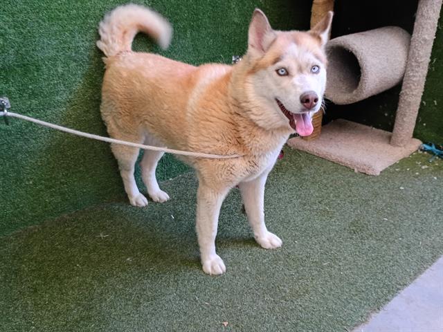 adoptable Dog in Lancaster, CA named FLUFFY