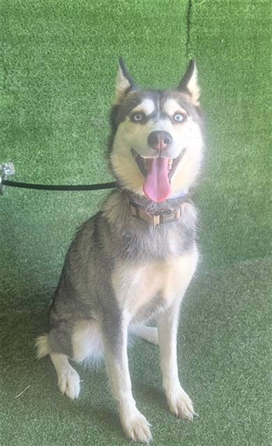adoptable Dog in Lancaster, CA named BAYLEY