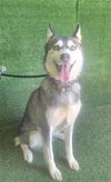 adoptable Dog in Lancaster, CA named BAYLEY