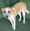adoptable Dog in  named BANJO
