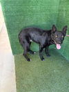 adoptable Dog in Lancaster, CA named CAIRO