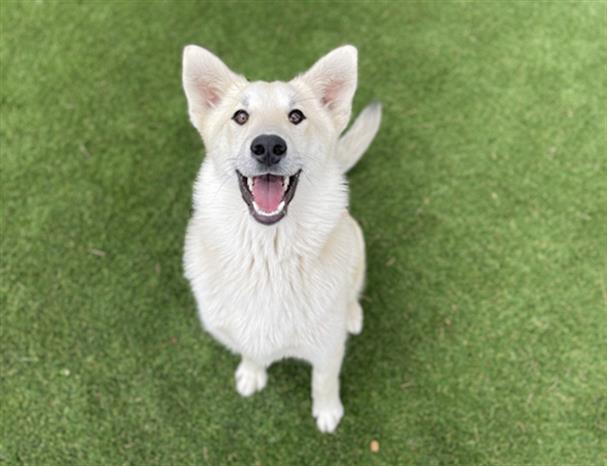 adoptable Dog in Lancaster, CA named HONEY