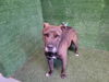 adoptable Dog in  named GILBERT