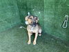 adoptable Dog in  named JERRY