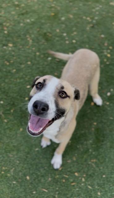 adoptable Dog in Lancaster, CA named LOLLI