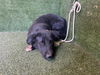 adoptable Dog in  named LARRY