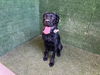 adoptable Dog in  named LEIA