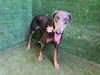 adoptable Dog in  named MELEYS