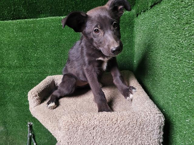adoptable Dog in Lancaster, CA named JOSIE