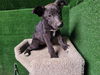 adoptable Dog in  named JOSIE