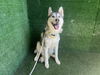 adoptable Dog in Lancaster, CA named TIMBERLAKE