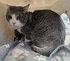 adoptable Cat in Lancaster, CA named GRAY