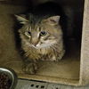 adoptable Cat in Lancaster, CA named HOLLIS
