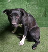 adoptable Dog in Lancaster, CA named JOEL