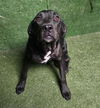 adoptable Dog in Lancaster, CA named MIGUELITO