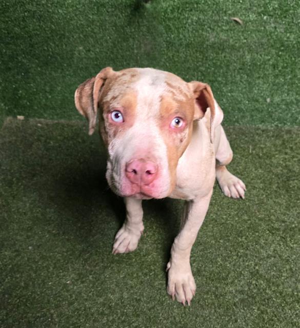 adoptable Dog in Lancaster, CA named COCO