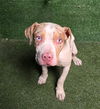 adoptable Dog in Lancaster, CA named COCO