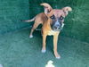 adoptable Dog in Lancaster, CA named TOOTIE