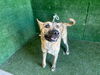 adoptable Dog in Lancaster, CA named MESSI