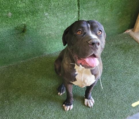 adoptable Dog in Lancaster, CA named OREO