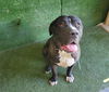 adoptable Dog in  named OREO