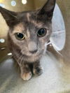 adoptable Cat in Lancaster, CA named KEKEE