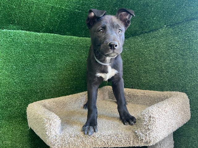 adoptable Dog in Lancaster, CA named AIDEN