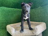 adoptable Dog in Lancaster, CA named AIDEN