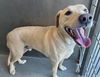 adoptable Dog in Lancaster, CA named SUNNY