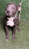 adoptable Dog in Lancaster, CA named RHEA