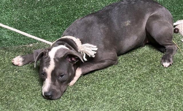 adoptable Dog in Lancaster, CA named BIANCA