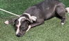adoptable Dog in Lancaster, CA named BIANCA