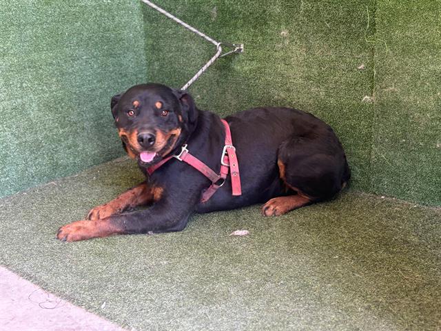 adoptable Dog in Lancaster, CA named WARIO