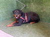 adoptable Dog in  named WARIO